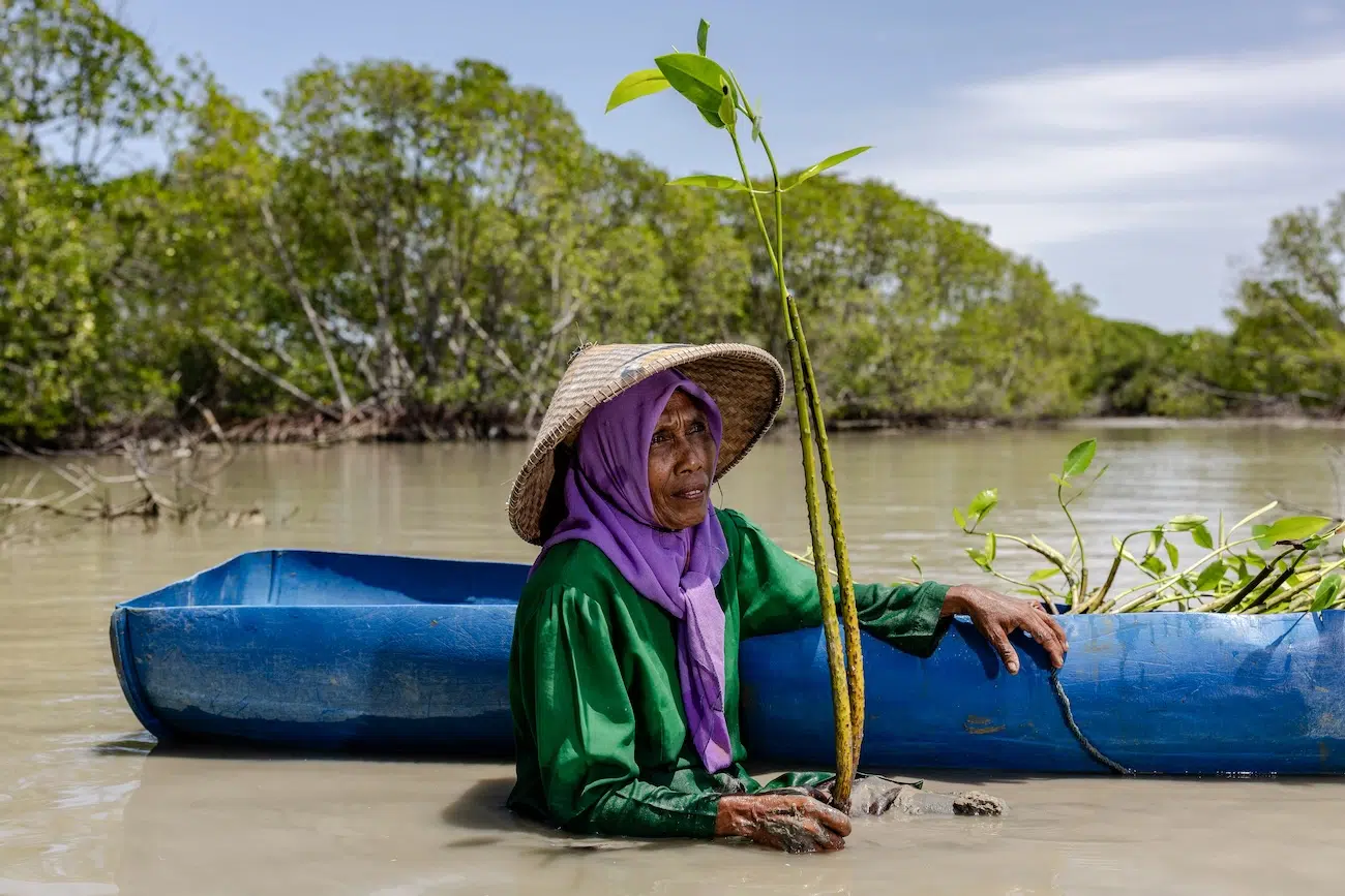 2026 Mangrove Photography Awards