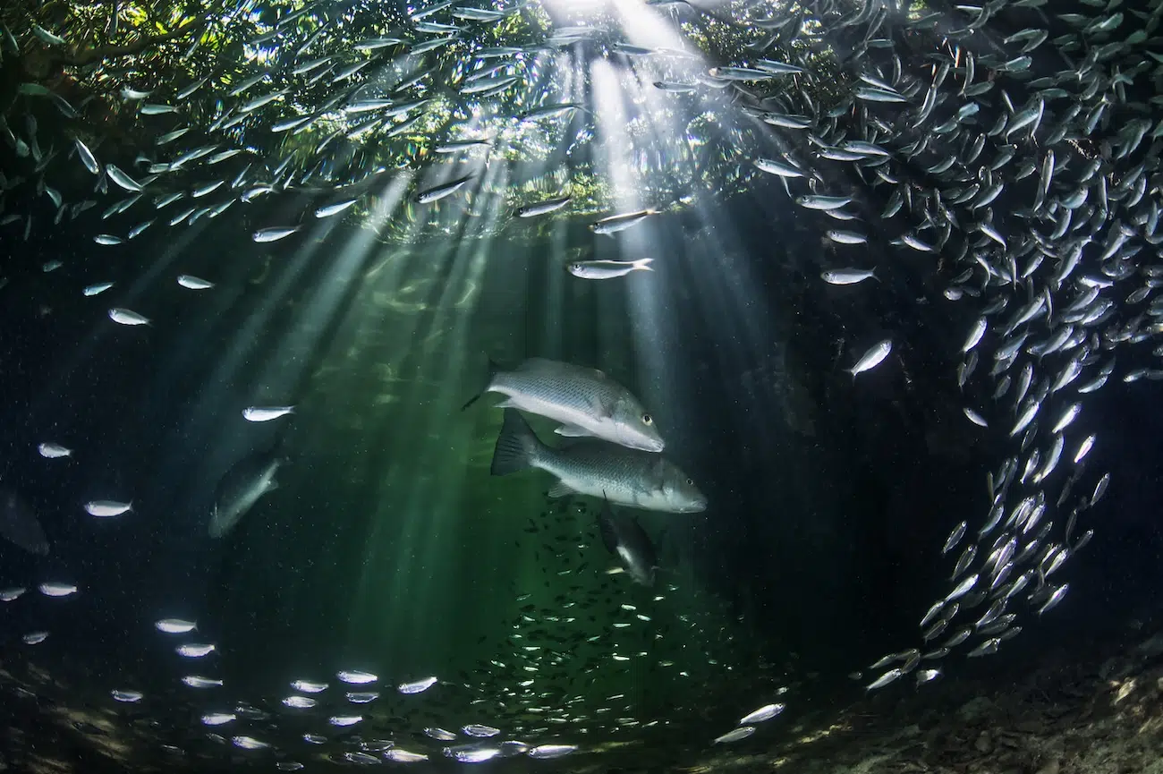 2026 Mangrove Photography Awards