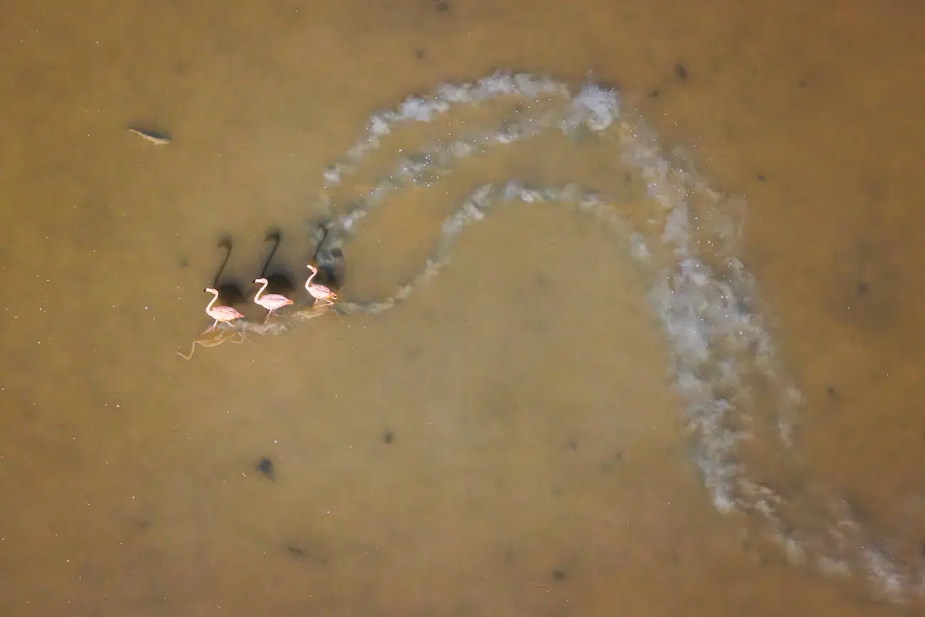 2026 Mangrove Photography Awards