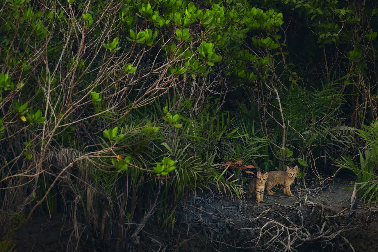 2026 Mangrove Photography Awards