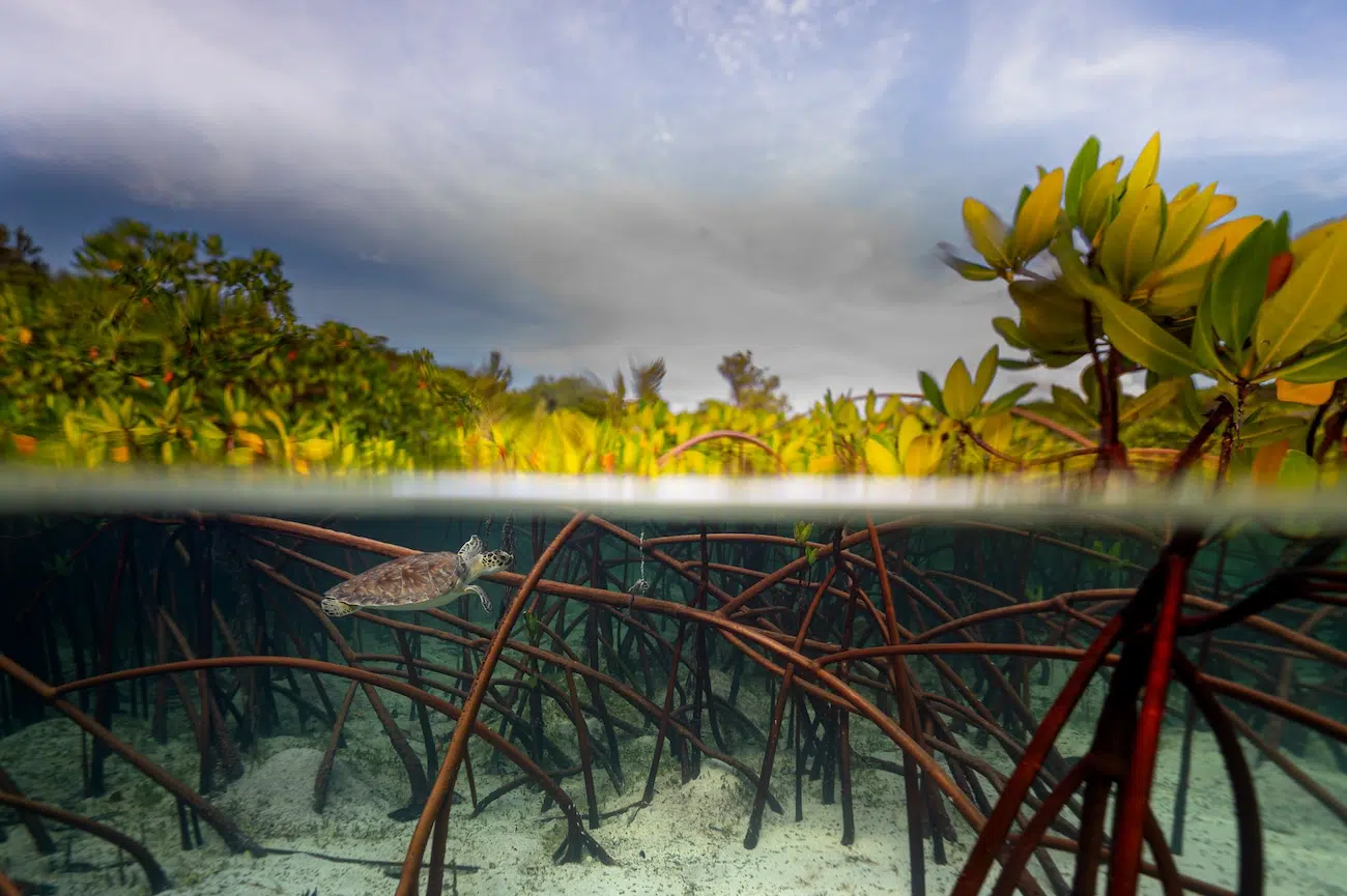 2026 Mangrove Photography Awards
