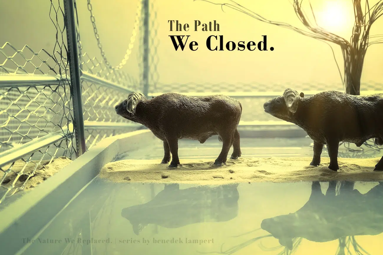 Miniature Elk in Gated Landscape