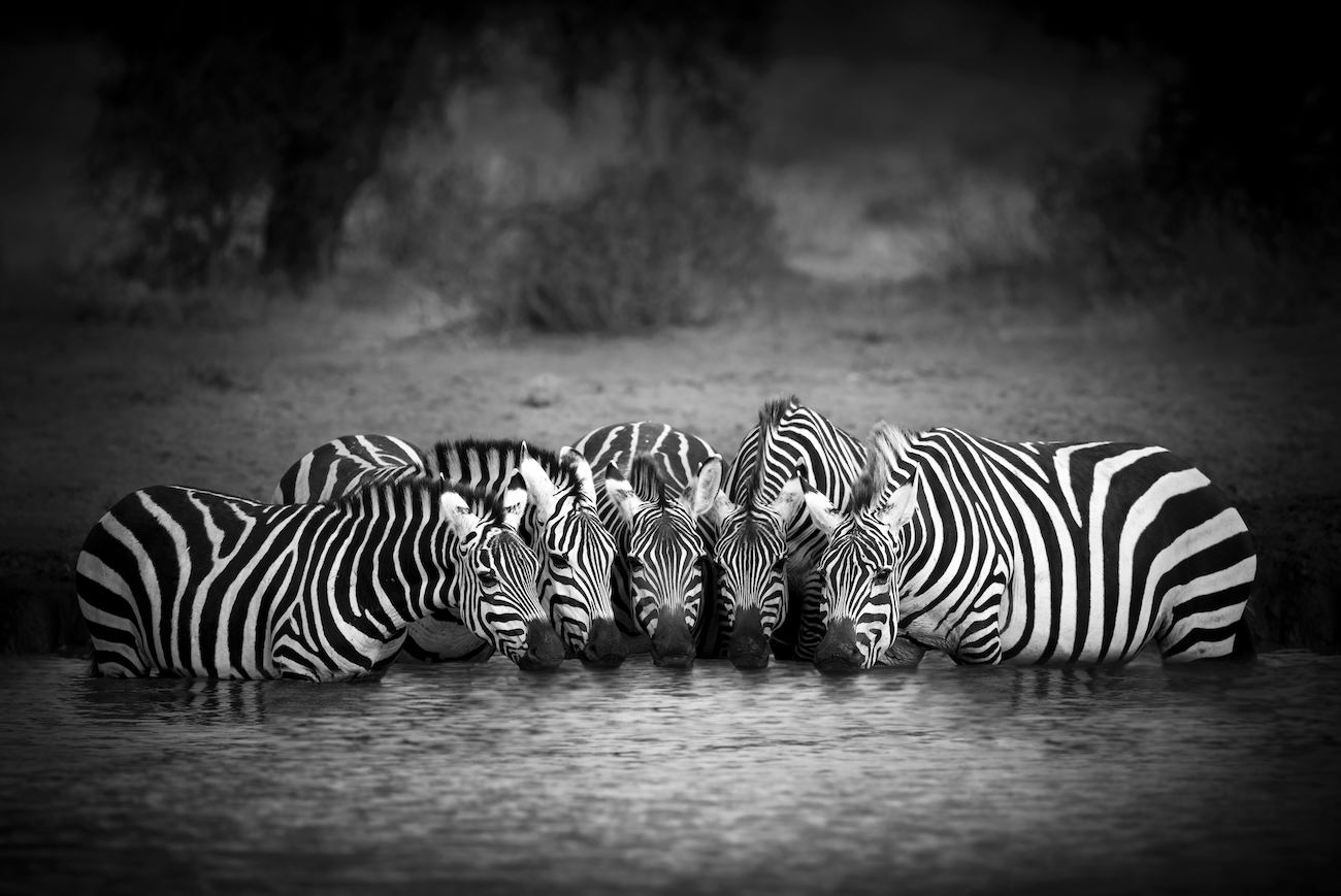 Group of zebras at watering hole, photograph by Bj&ouml;rn Persson. 