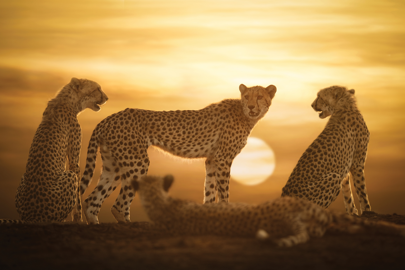 Family of cheetahs in the sun, photograph by Bj&ouml;rn Persson. 