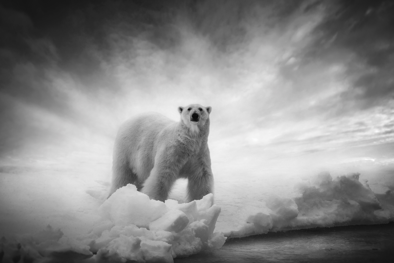 Polar Bear standing on glacier in Antarctica, photograph by Bj&ouml;rn Persson. 