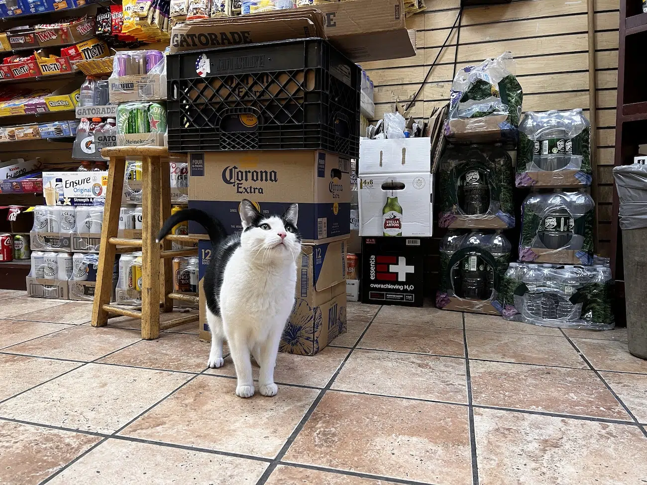 Bodega cats