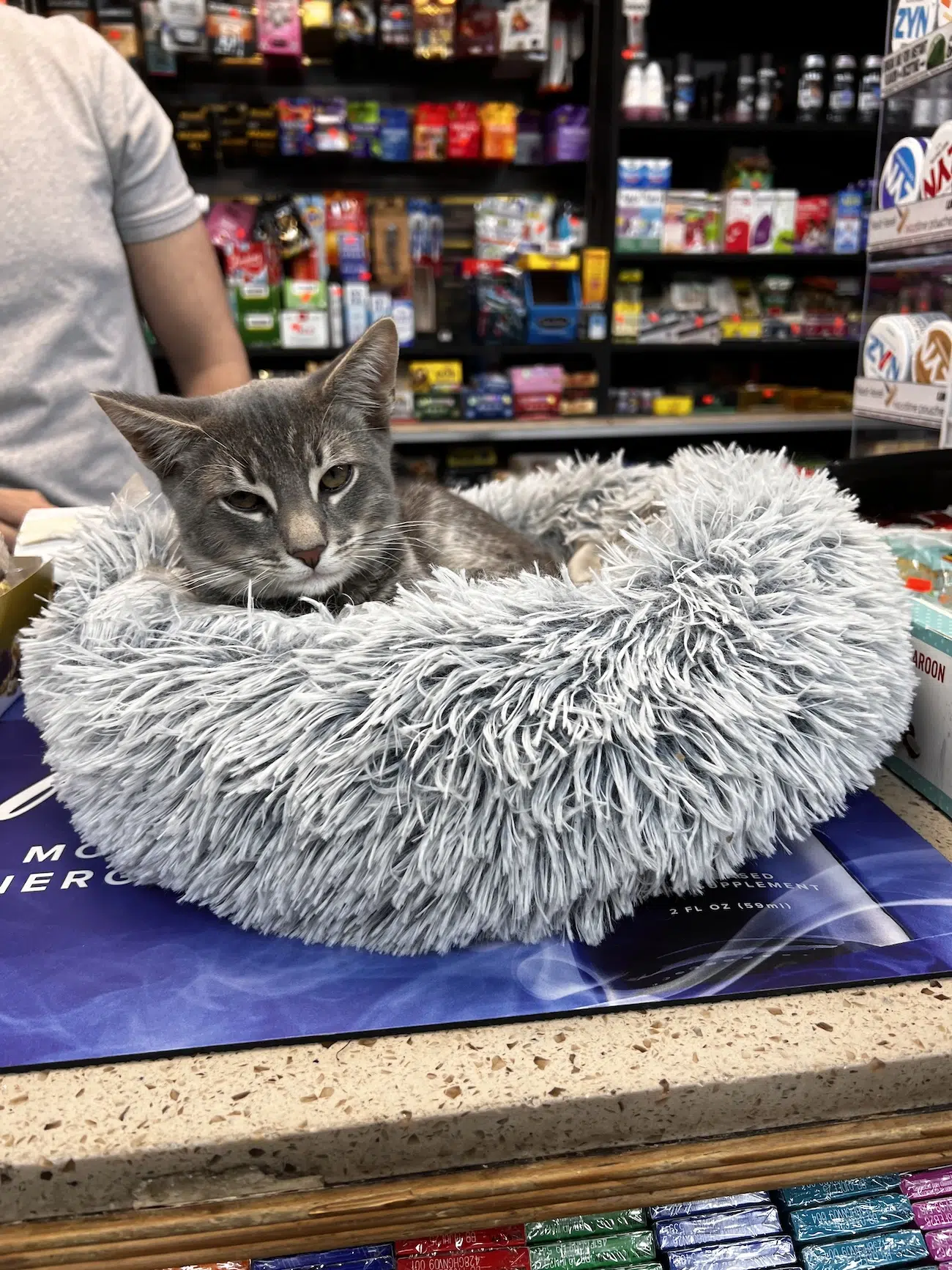 Bodega cat