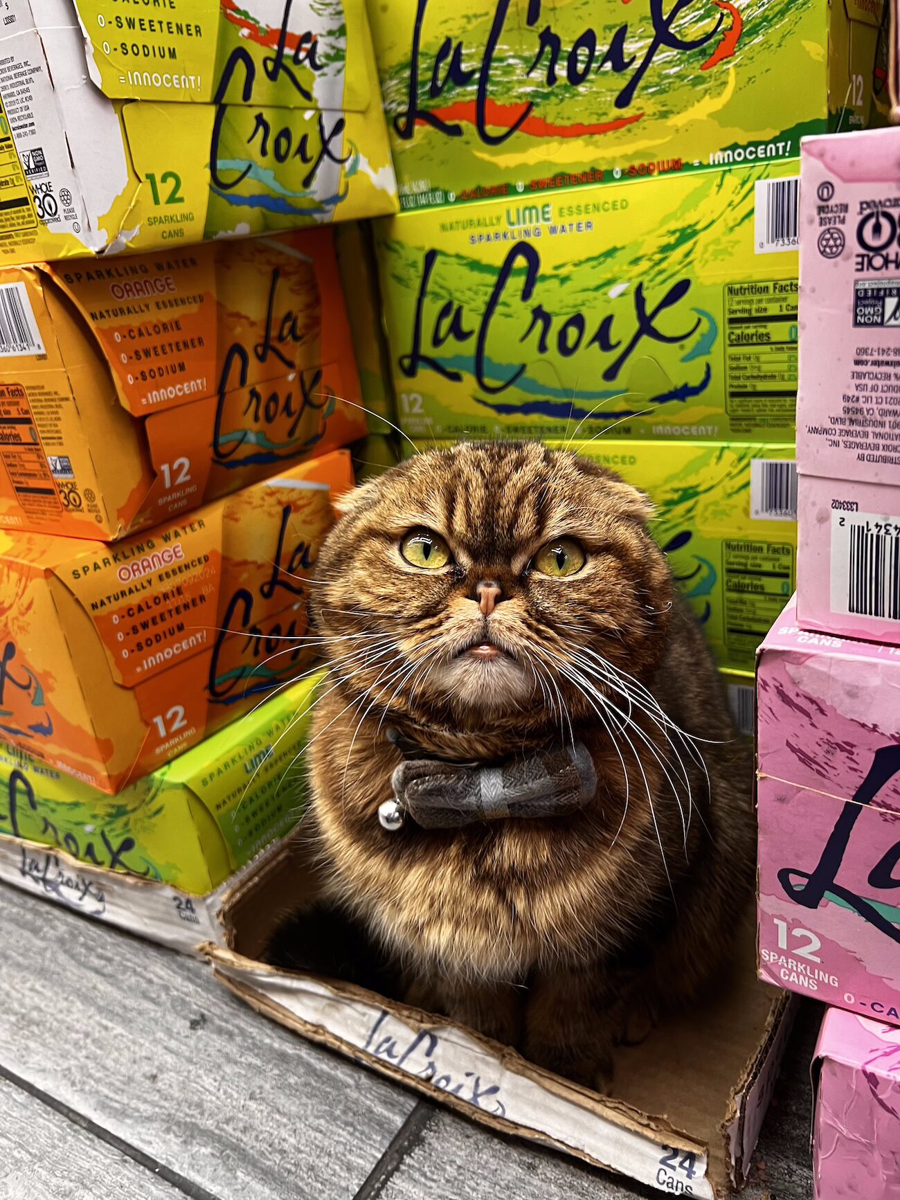 Bodega cat