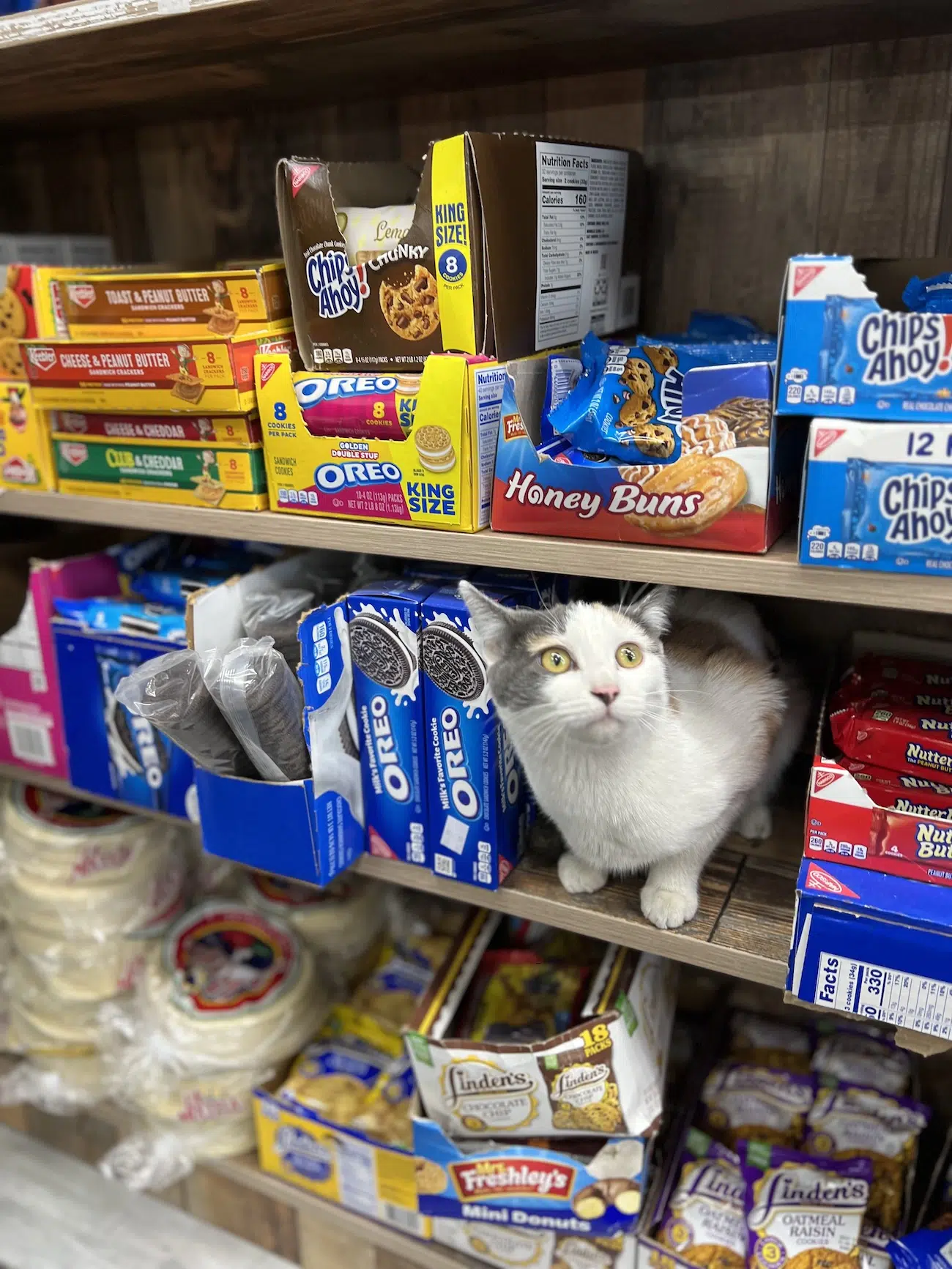 Bodega cat