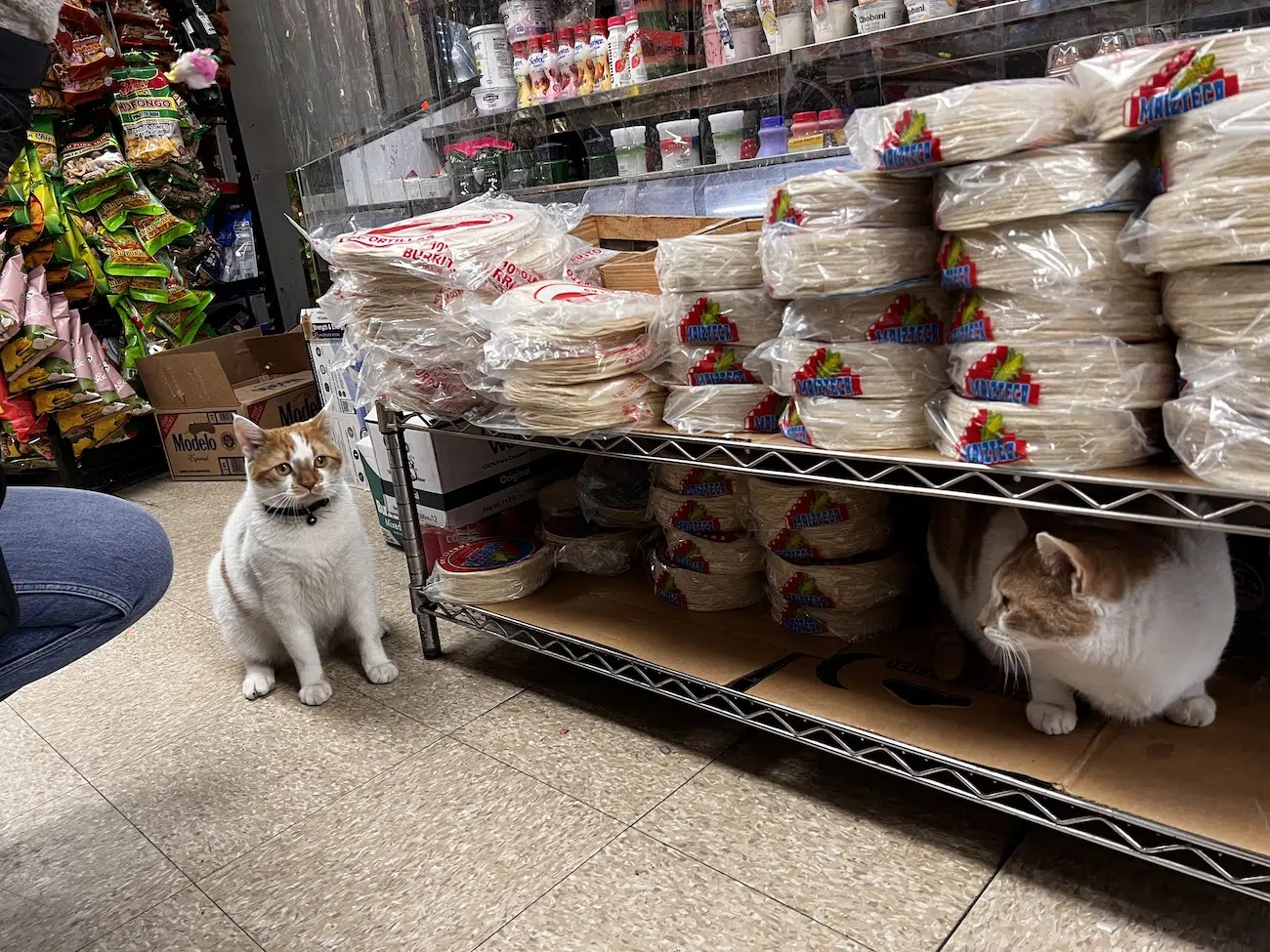 Bodega cat