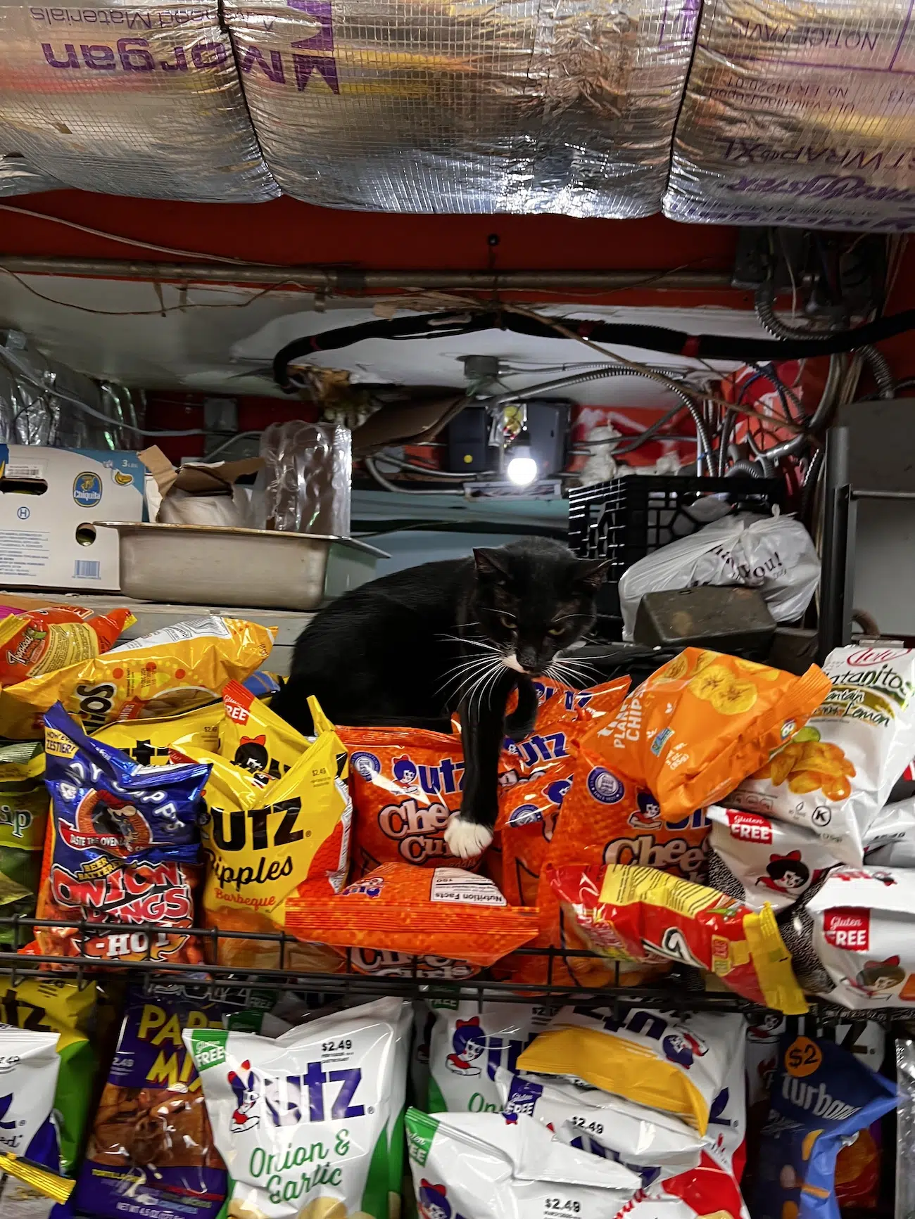 Bodega cat