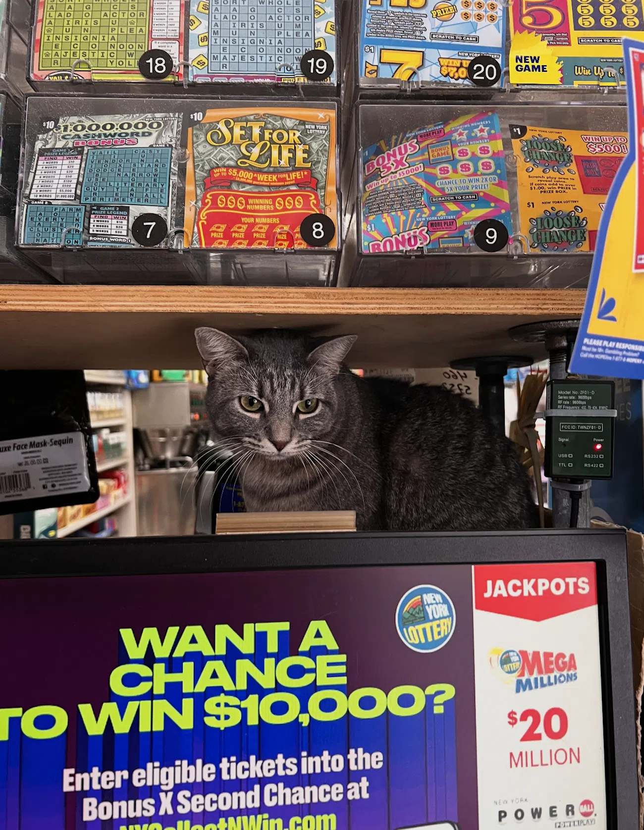 Bodega cat