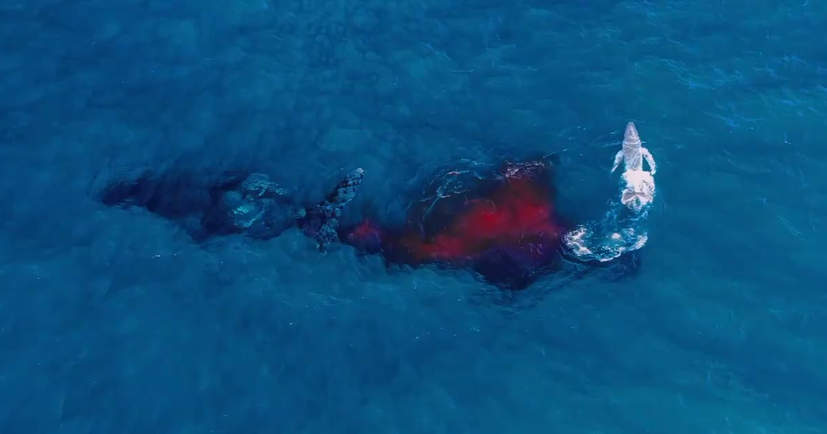 Drone Photographer Captures First-Known Aerial Footage of a Humpback Whale Giving Birth