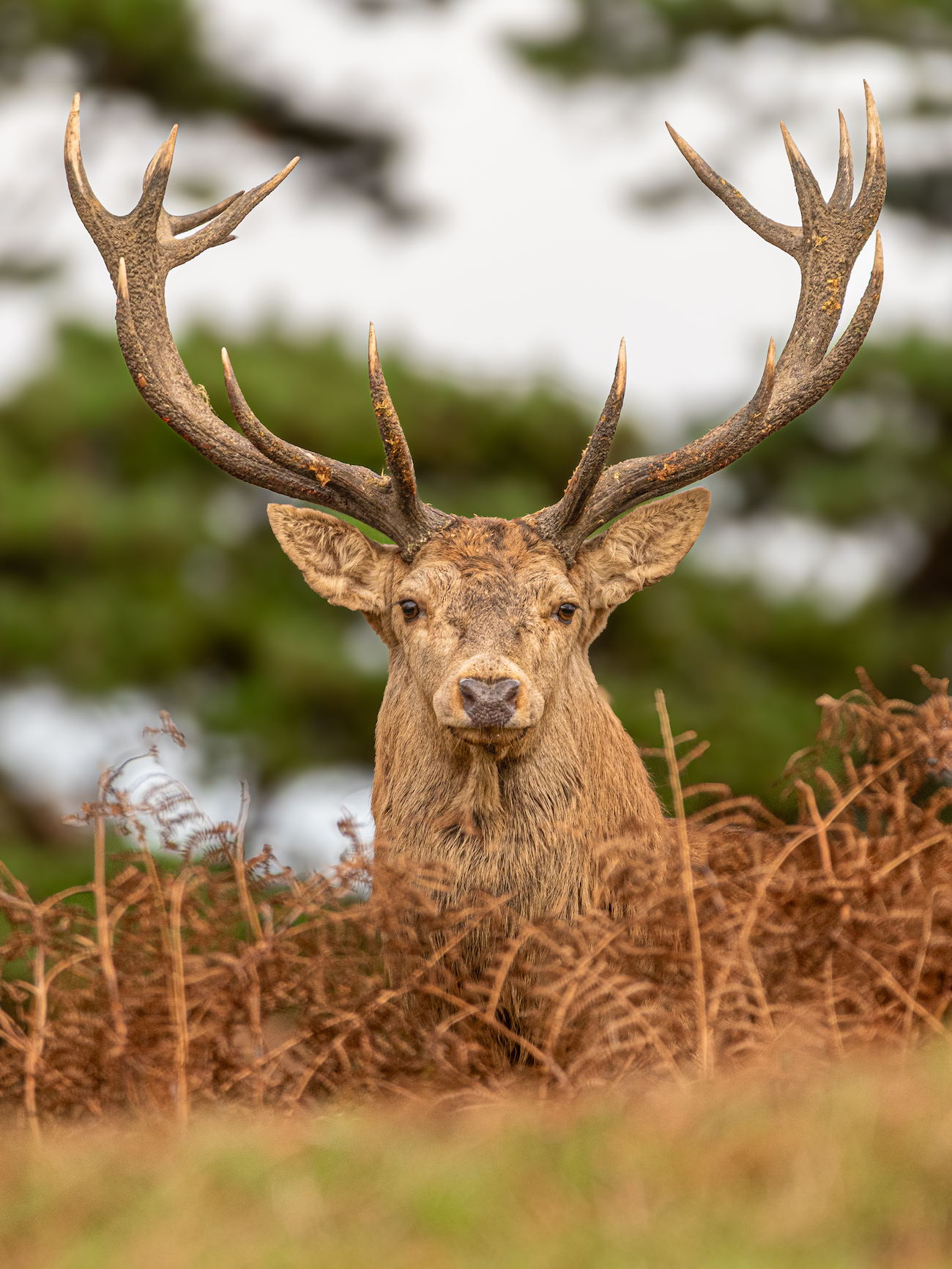 Native species – Runner up, The Watcher, Celyn Stephens, Red Deer (Cervus elaphus), Margam Country Park.