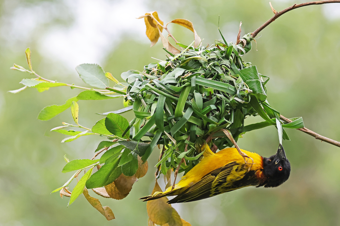 Bird – Runner-up, Get weaving!, Jonathan Isaacs, Village Weaver (Ploceus cucullatus), Marwell Zoo.