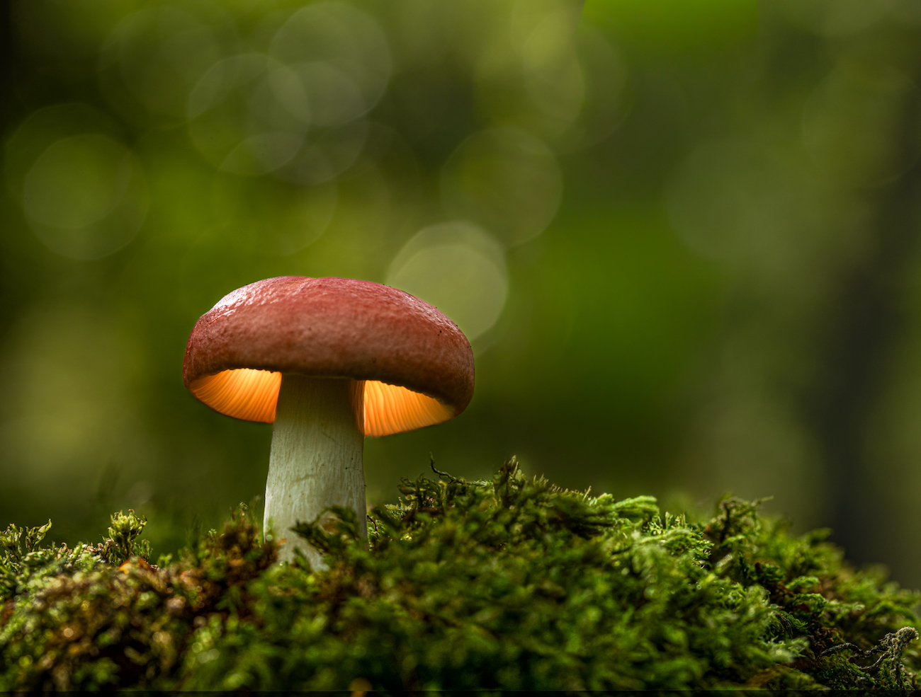 Native species - Winner, Forest Lantern, Peter Baird, Beechwood sickener (Russula nobilis), West Calder.