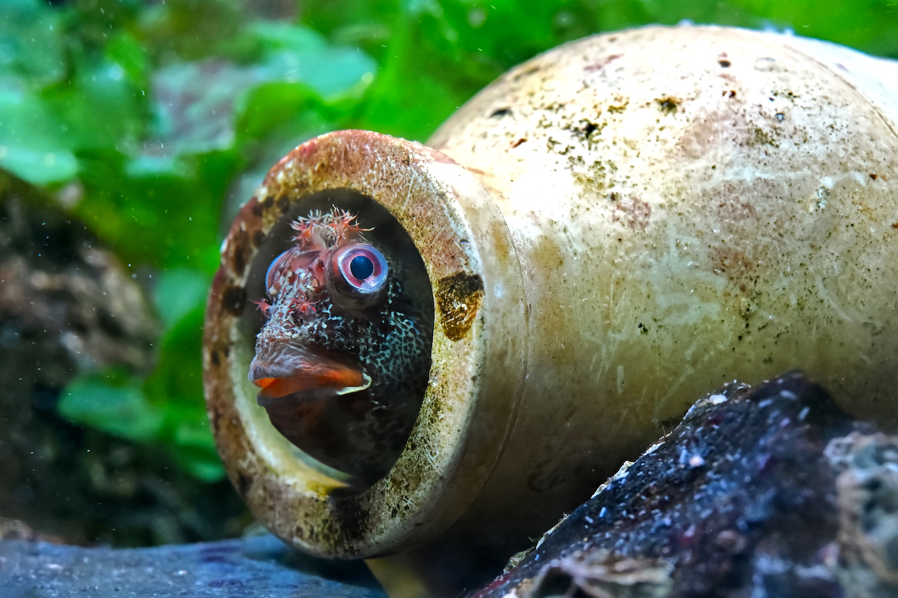 Fish – Runner up, Tompot's Pot, Rebekah Weatherhead, Tompot blenny (Parablennius gattorugine), Sealife Adventure.