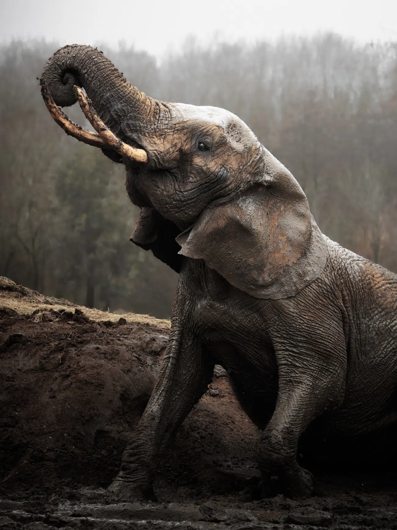 Mammal - winner, Still I Rise, Thomas Harris, African Elephant (Loxodonta africana), Colchester Zoological Society.