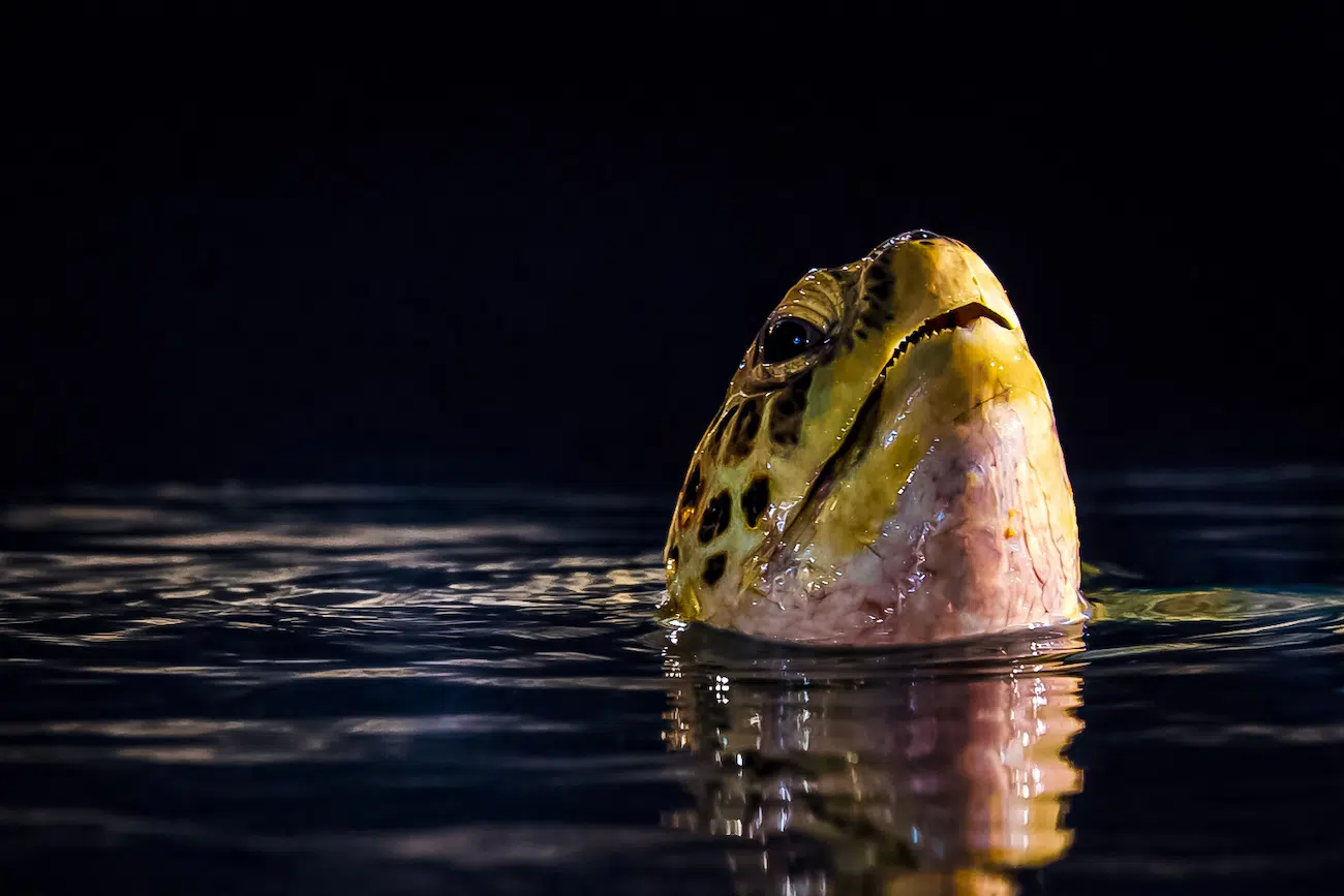 Reptile/amphibian - Winner, Mid-nap breather, Dylan Lynch, Green Sea Turtle (Chelonia mydas), National Marine Aquarium.