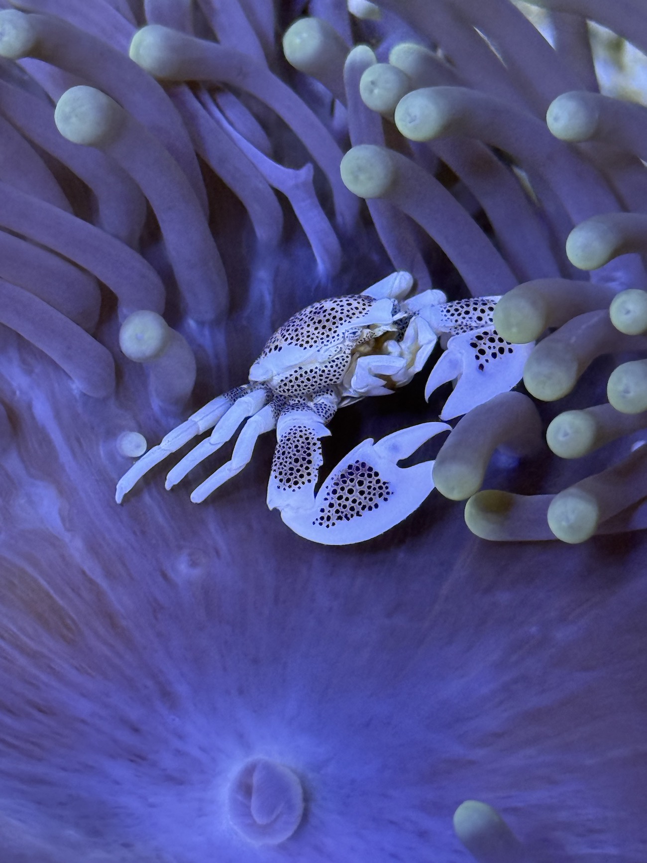Invertebrate – Winner, Small crab, big anemone, Ellie Richards, Porcelain crab (Neopetrolisthes maculatus), Oceanarium Bournemouth.