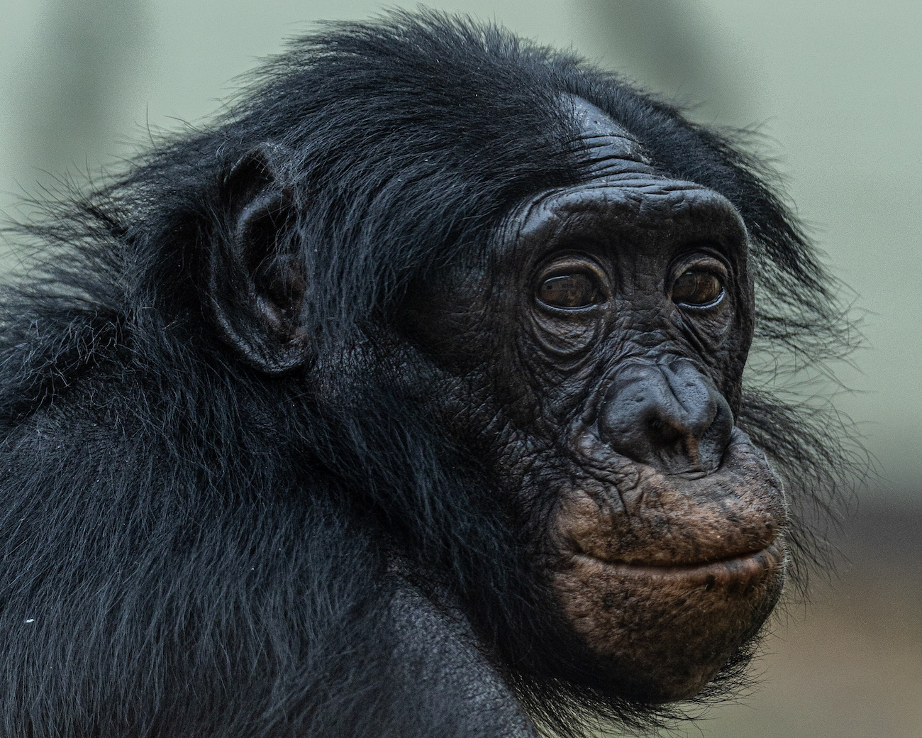 Mammal – Runner-up, Our Endangered Brothers, Fred Wall, Bonobo (Pan paniscus), Twycross Zoo.