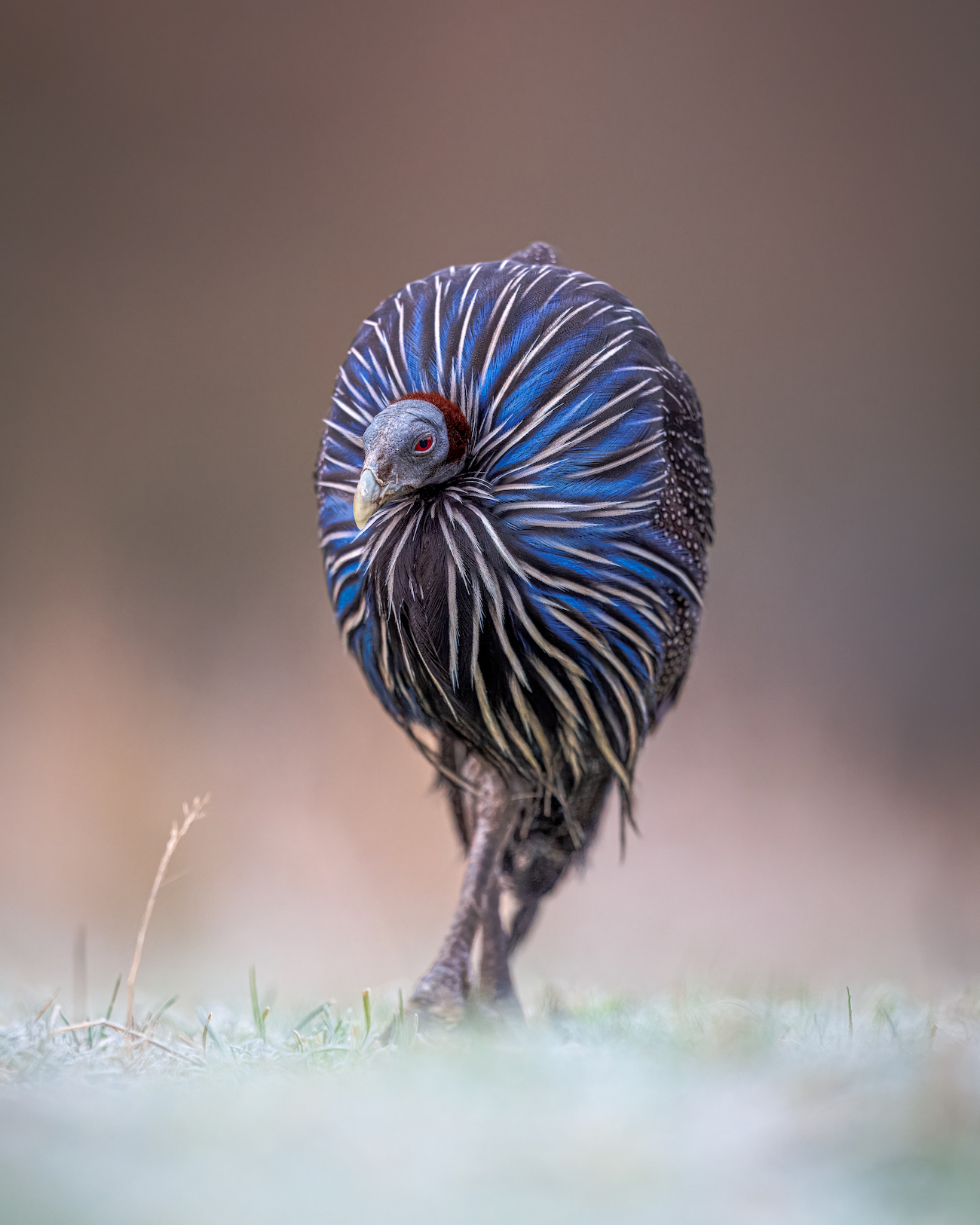 Bird - Winner, Frosty vulturine, Gareth Clifford, Vulturine Guineafowl (Acryllium vulturinum), Watatunga Wildlife Reserve.