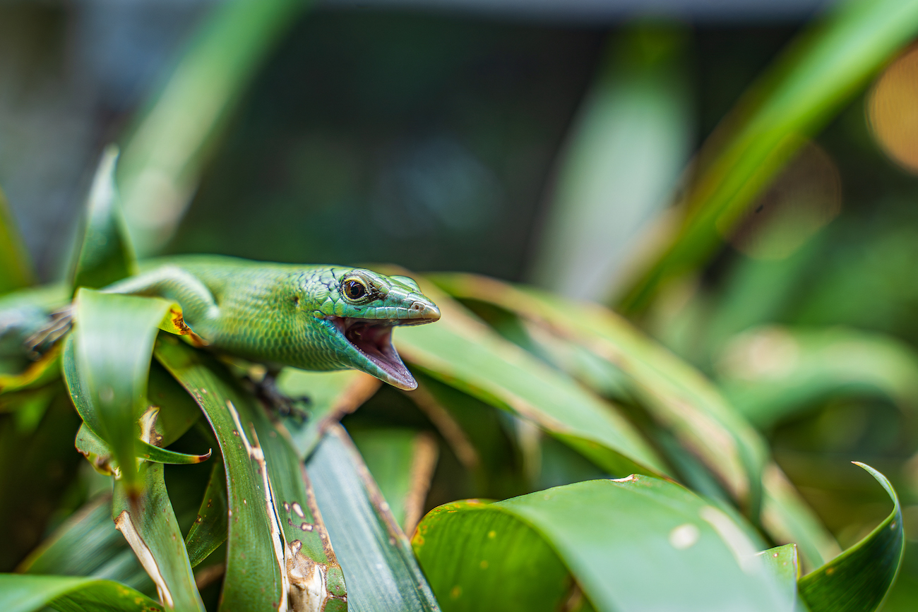 Reptile/amphibian -Runner up, The Singing Skink, Jagz Bharth, Emerald Tree Skink (Lamprolepis smaragdina), Hertfordshire Zoo.