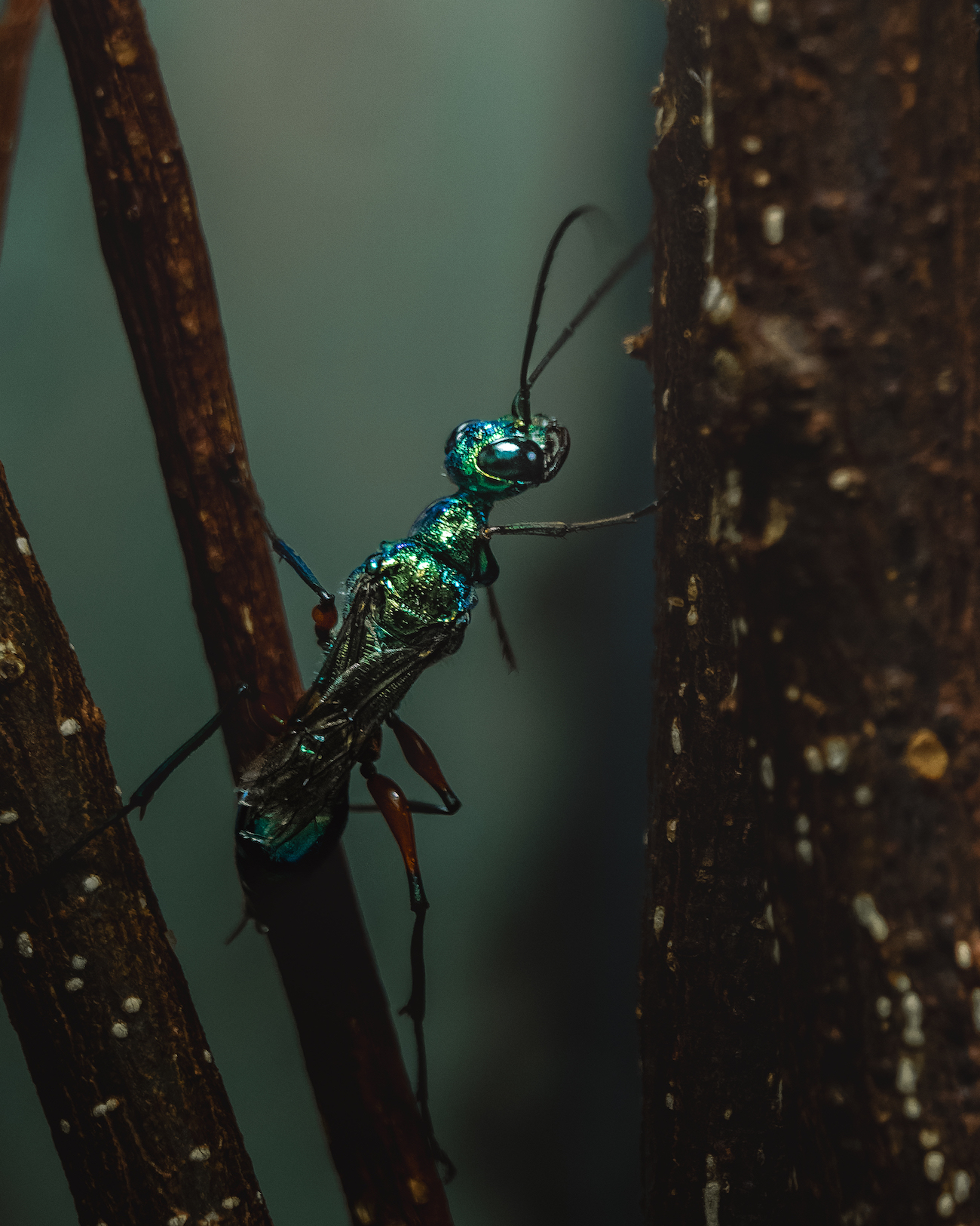 Invertebrate – Runner up, Cockroach Wasp, Jennifer-Louise Read, Emerald Cockroach Wasp (Ampulex compressa), Chester Zoo.