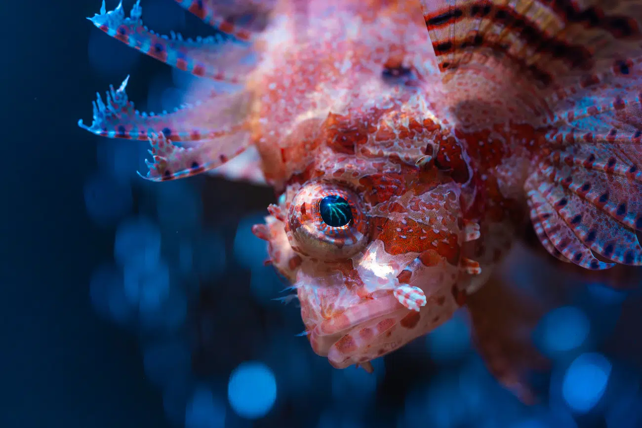 Fish – Winner, Eye of the Lion, Jessamyn Reddy, Fuzzy Dwarf Lionfish (Neochirus brachypterus), National Marine Aquarium.