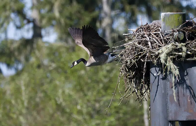 Goslings Take a 25-Foot Leap From Their Nest