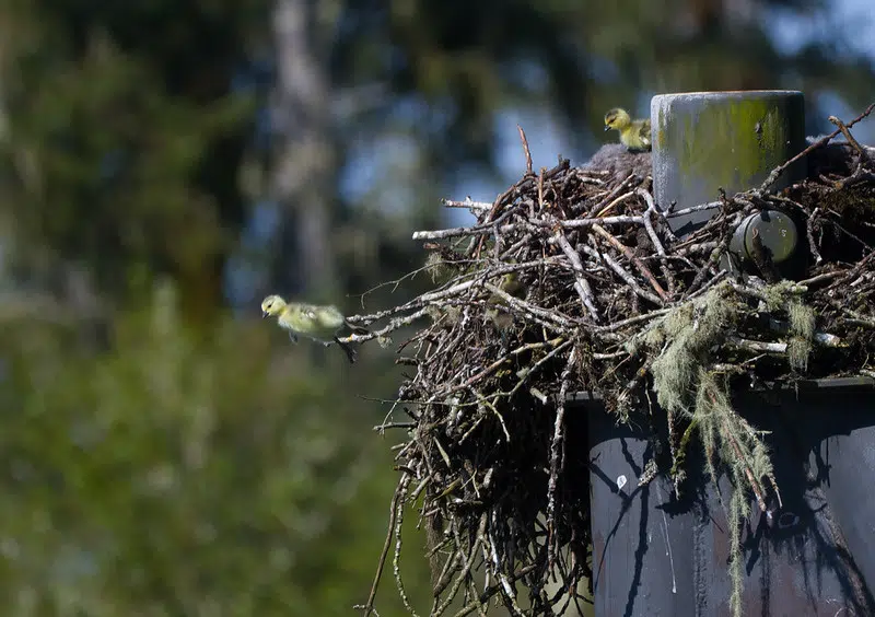 Goslings Take a 25-Foot Leap From Their Nest