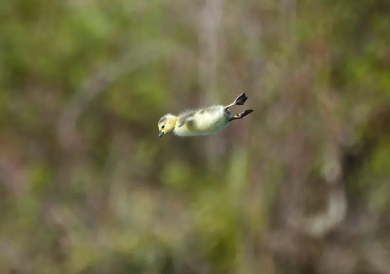 Goslings Take a 25-Foot Leap From Their Nest