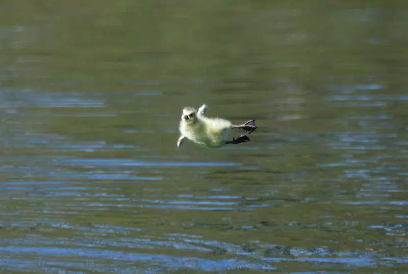 Goslings Take a 25-Foot Leap From Their Nest