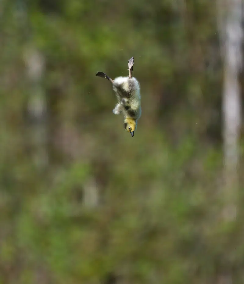 Goslings Take a 25-Foot Leap From Their Nest