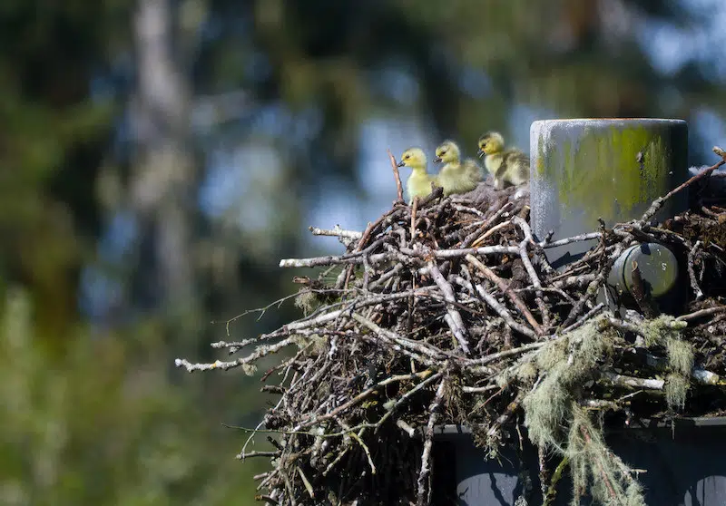 Goslings Take a 25-Foot Leap From Their Nest