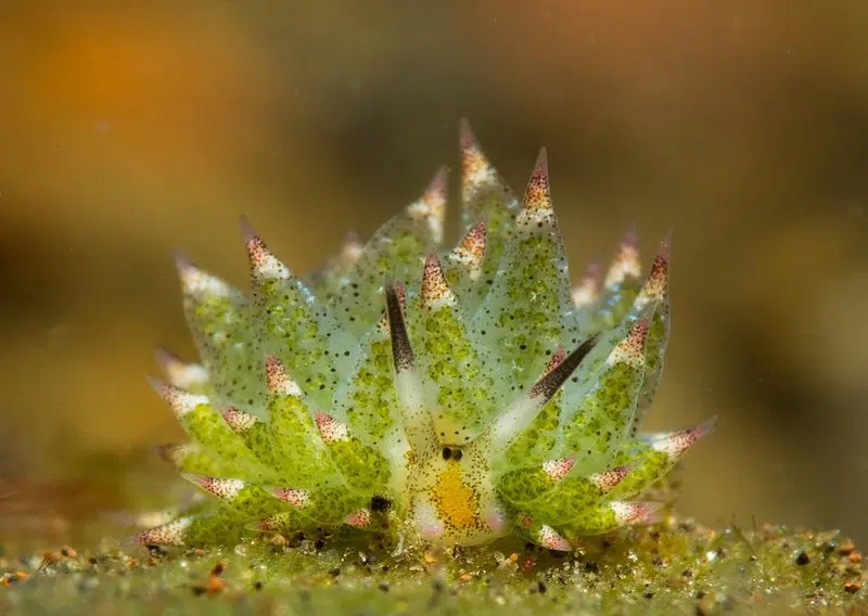 Costasiella Kuroshimae 2026 Invertebrate of the Year
