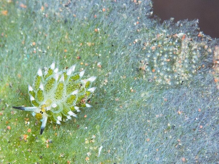 Tiny Leaf Sheep Wins Invertebrate of the Year 2026
