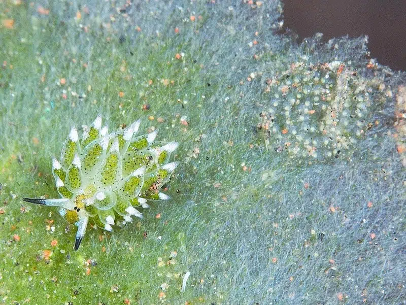 Costasiella Kuroshimae 2026 Invertebrate of the Year