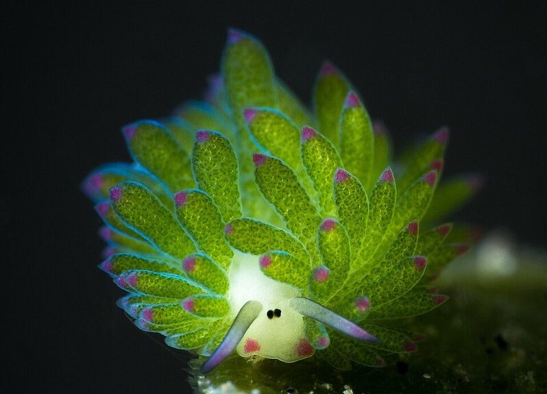 Adorable Winner of Invertebrate of the Year 2026 Is the Size of a Grain of Rice