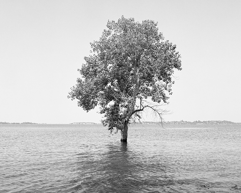 Mimi Plumb (American, born 1953), Tree I, 2021–2025, pigmented inkjet print