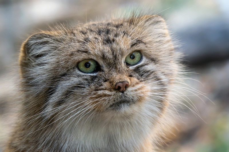 Pallas's Cat in Iran