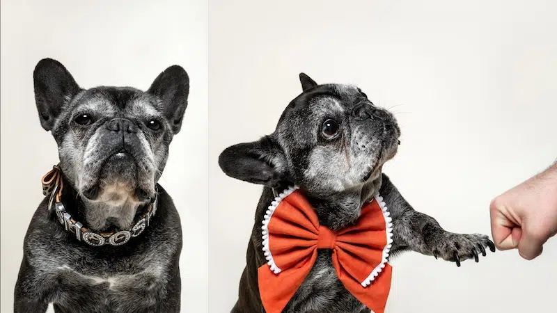 Pet and Animal Portrait Classes at My Modern Met Academy