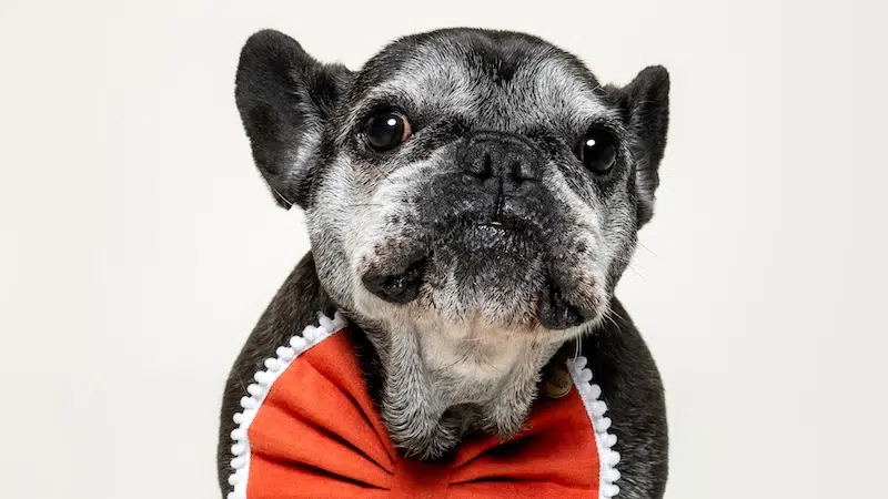 Pet and Animal Portrait Classes at My Modern Met Academy