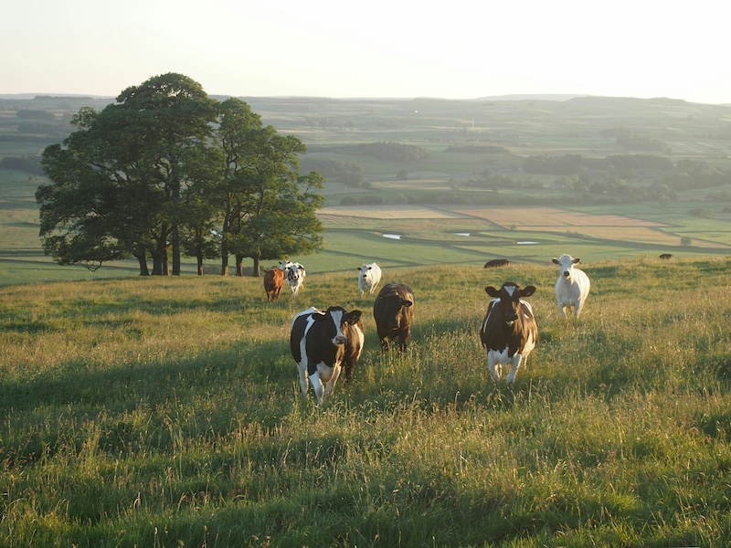 Cows in field.