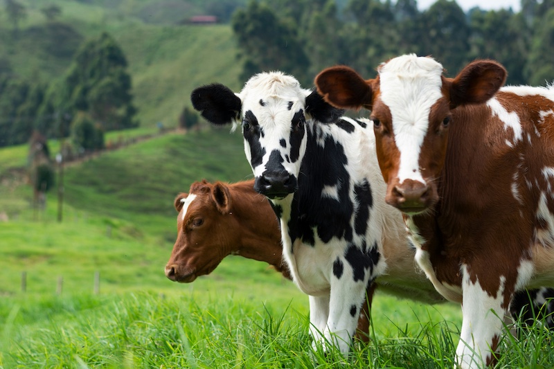Cows in field.