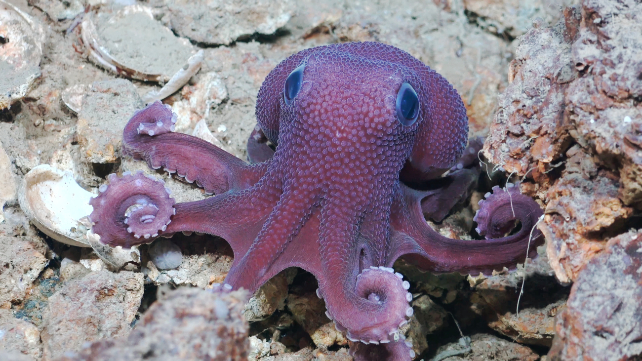 Graneledone octopus spotted by Schmidt Ocean Institute Off the coast of Trinidad and Tobago