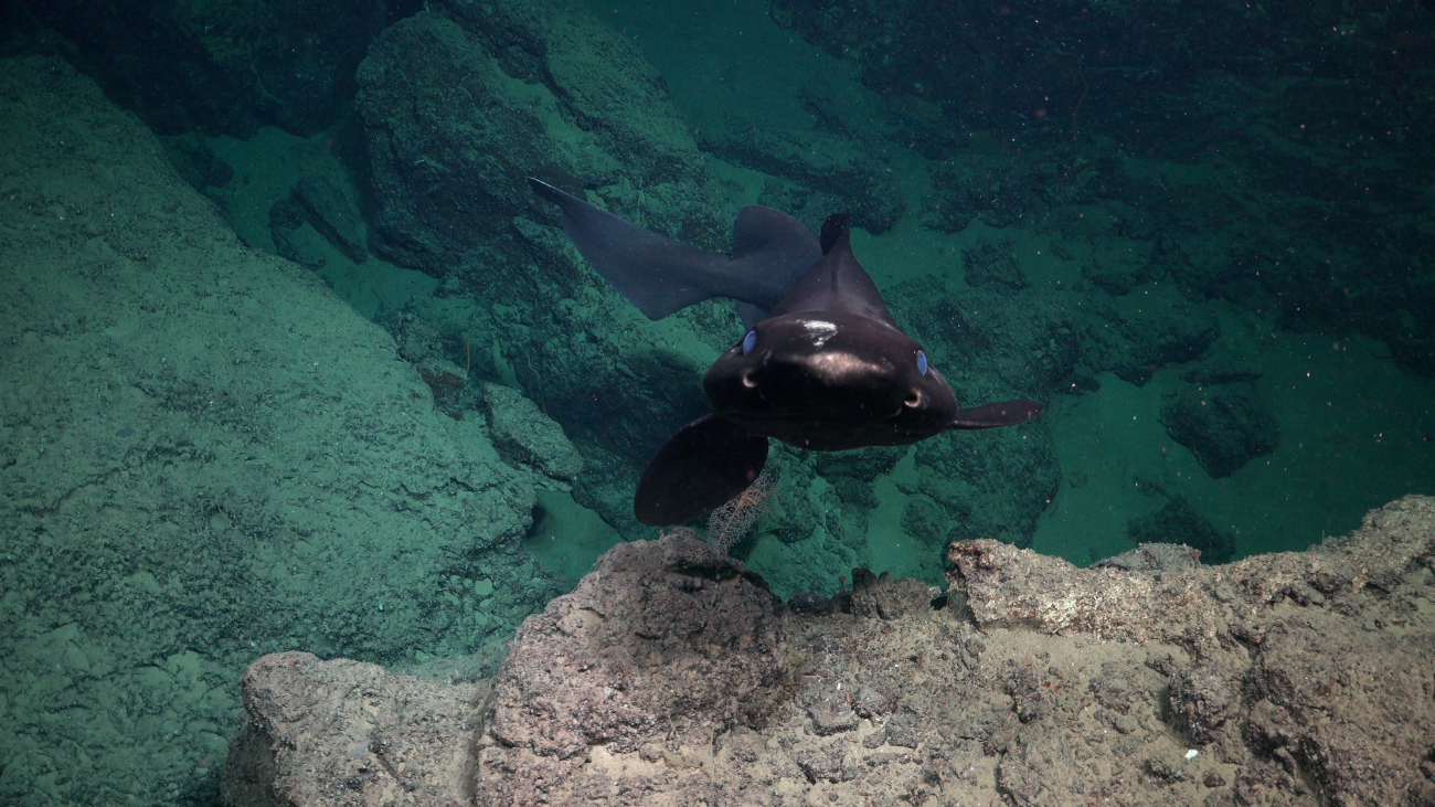 false catshark found off the coast of Trinidad and Tobago