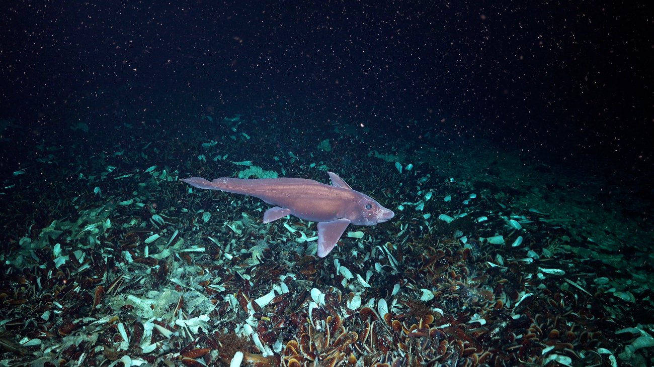 Ghost shark found off the coast of Trinidad and Tobago
