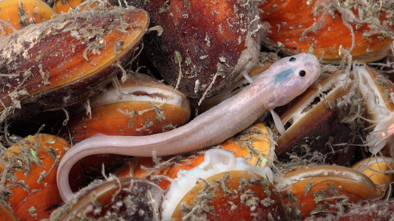 An eelpout found off the coast off Trinidad and Tobago