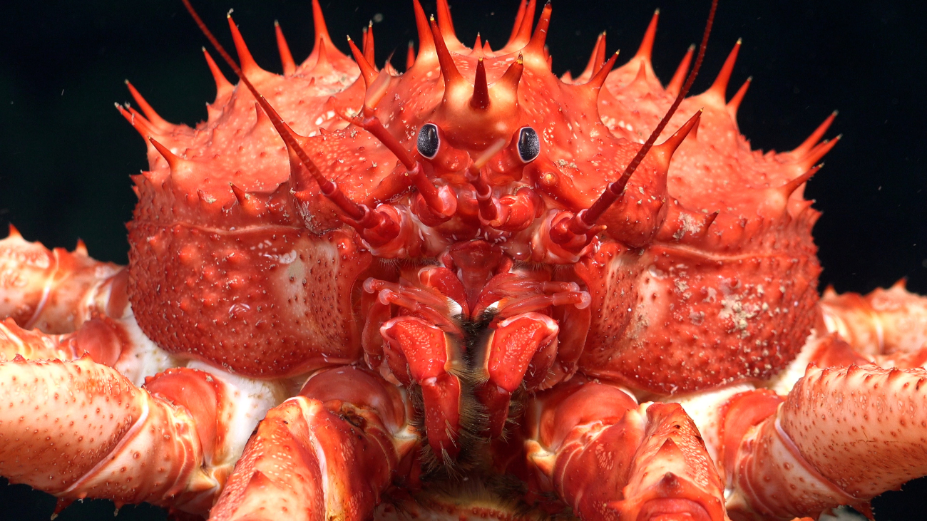 King Crab found off the coast of Trinidad and Tobago